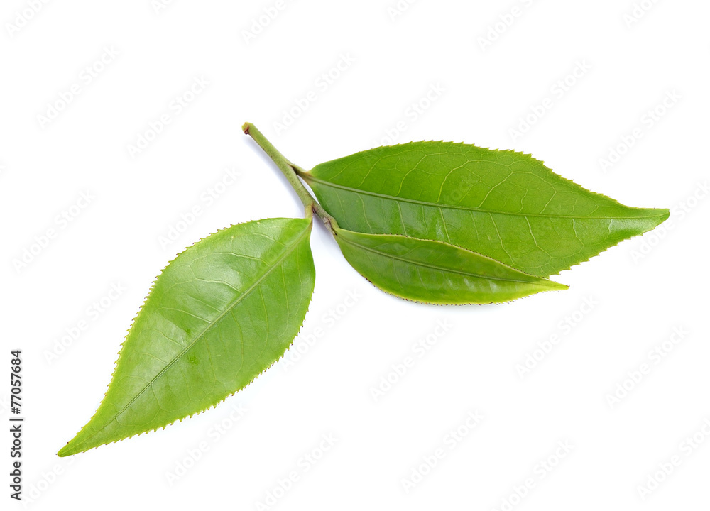 Fototapeta premium tea leaf isolated on white background