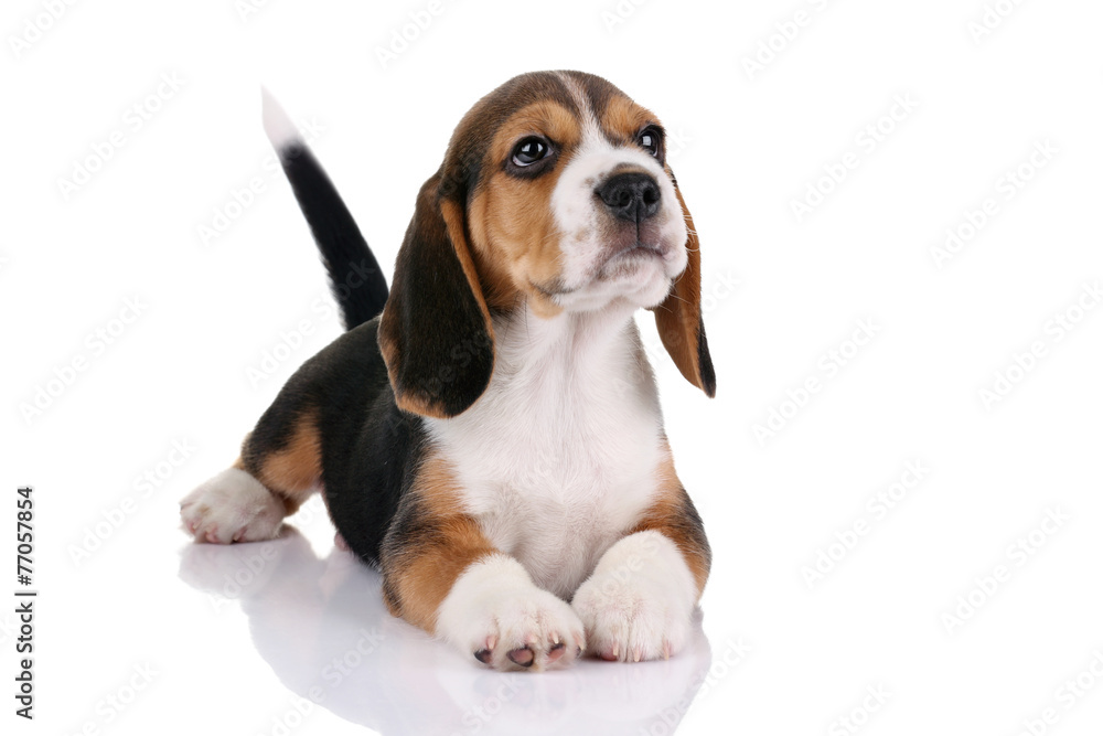 Beagle puppy on a white background