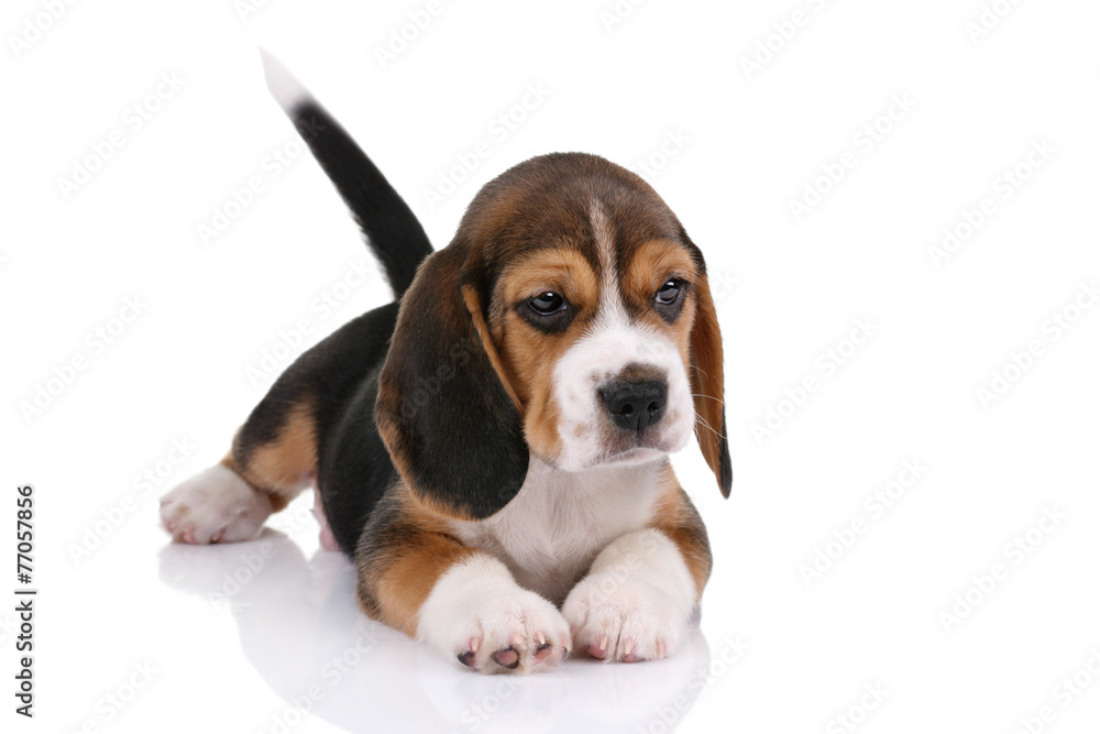 Beagle puppy on a white background