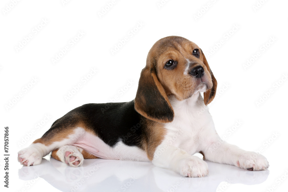 Beagle puppy on a white background