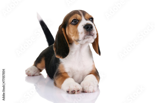 Beagle puppy on a white background © adyafoto
