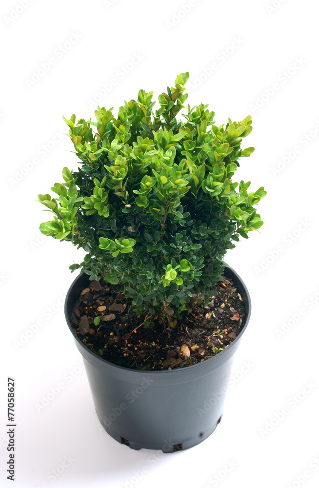 Buxus sempervirens in a pot - obrazy, fototapety, plakaty 