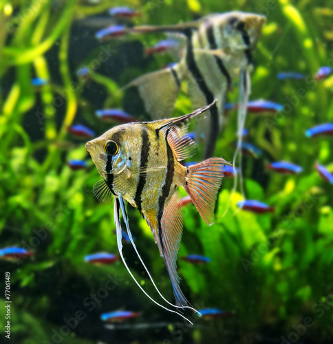 Sticker Angelfish Pterophyllum scalare