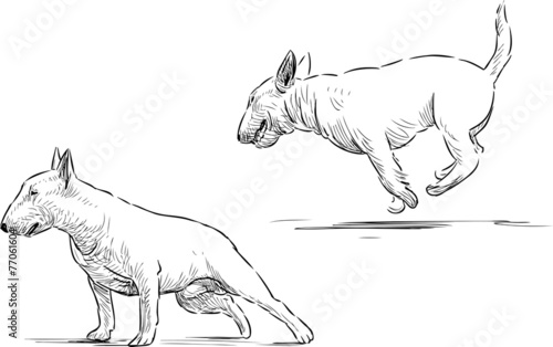 bull terrier sketch