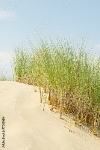 Sand Dune With Grass