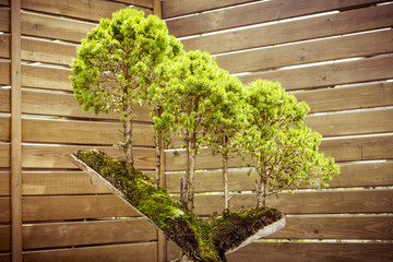 Acrylglasbilder Bonsai Fünf Bonsai-Bäume auf Baumstumpf  © Armin Staudt