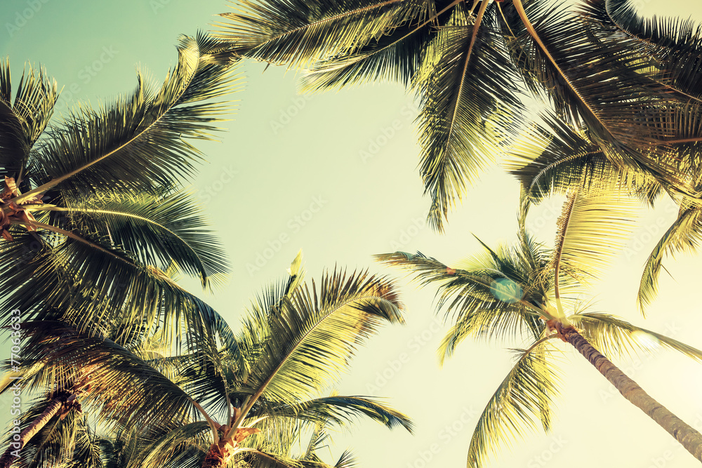 Fototapeta Palmy kokosowe i świeci słońce na jasnym niebie