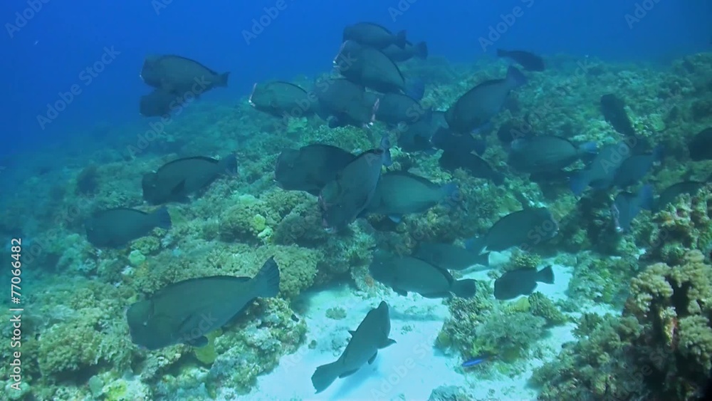 School of Humphead Parrotfish on a coral reef School of Humphead Parrotfish on a coral reef