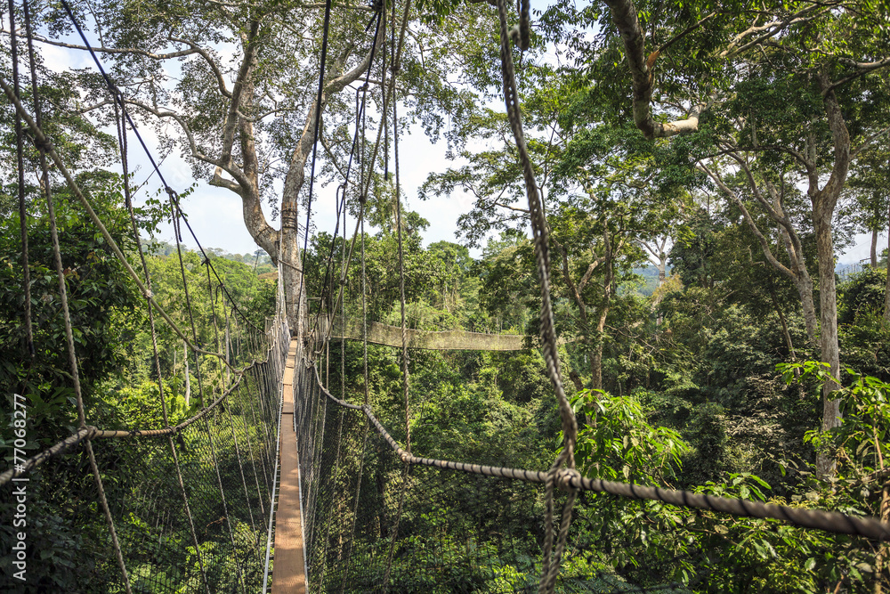 Fototapeta premium Canopy walkway in Kakum National Park, Ghana, West Africa