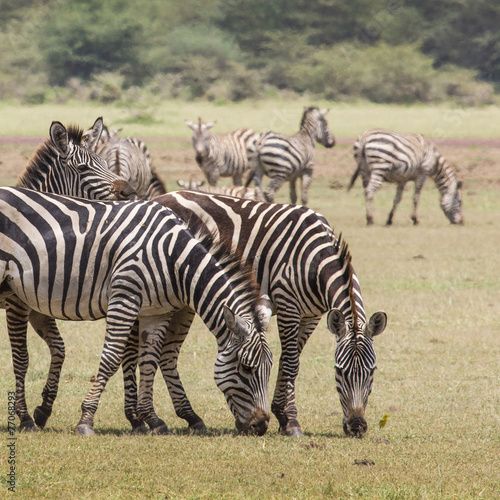 Zebra in the grass  Ngorongoro Crater  Tanzania.