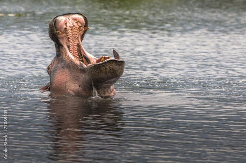 Hippopotamus in Ngorongoro Crater, Nature Reserve in Tanzania