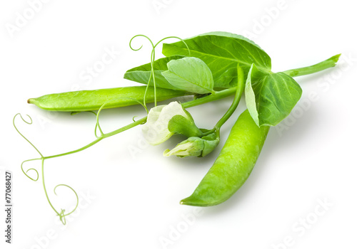 Fotografia Pea with leaves, flowers and tendril on branch isolated on white