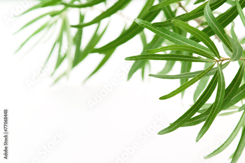 Olive branch isolated on white. Background