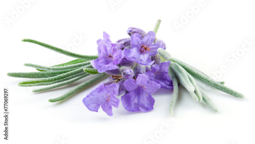 Lavender isolated on white background