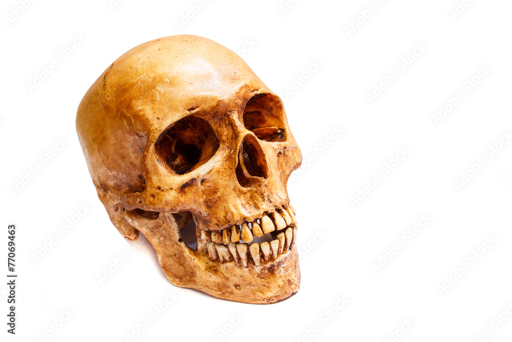 Obraz premium Human skull.