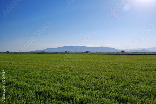 Delta de l'Ebre et rizières photo