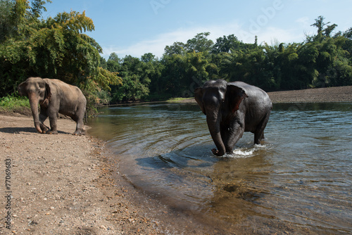 Badespass im Elephanten-Camp Thailand photo