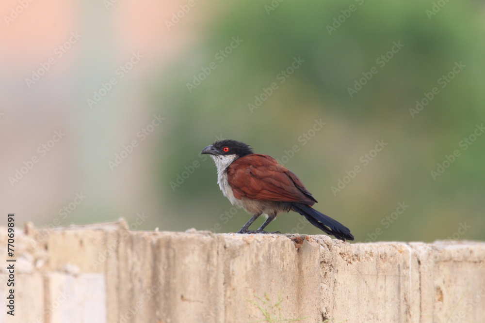 Fototapeta premium Senegal Coucal (Centropus senegalensis) in Ghana