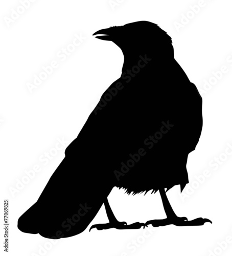 Raven  vector silhouette