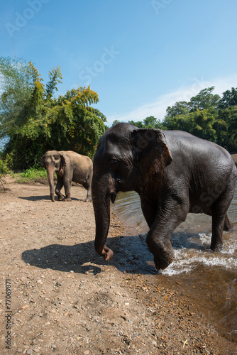 ElephantsWold Thailand