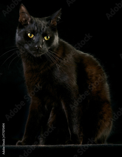 black cat