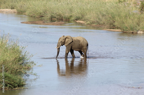 Elefant durchquert Flu   im Kr  ger Nationalpark S  dafrika