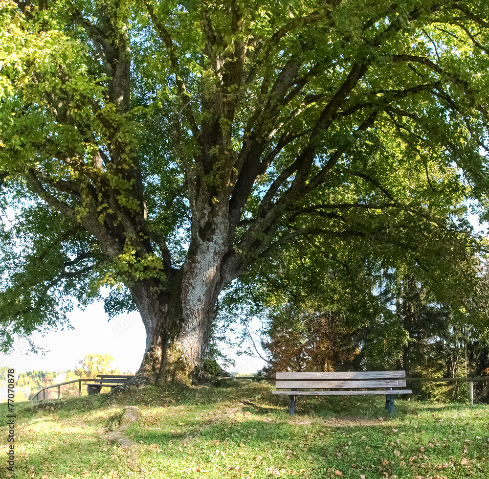 centuries-old tree