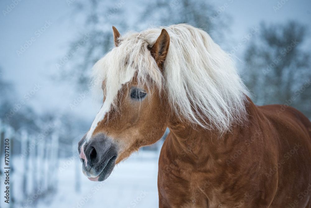 Fototapeta premium Haflinger Hengst im Winter