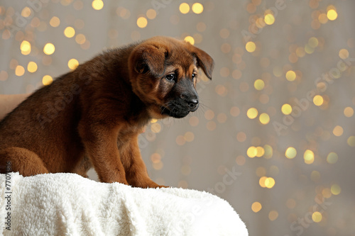 Cute puppy on Christmas lights background © Africa Studio