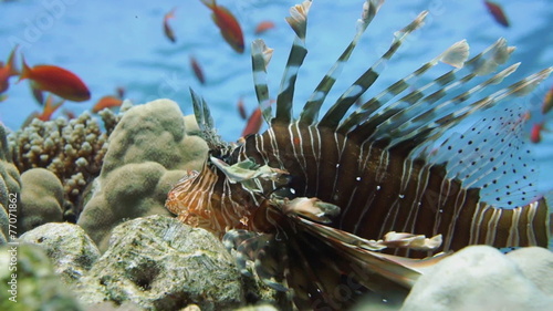 Lionfish on the coral reef underwater photo