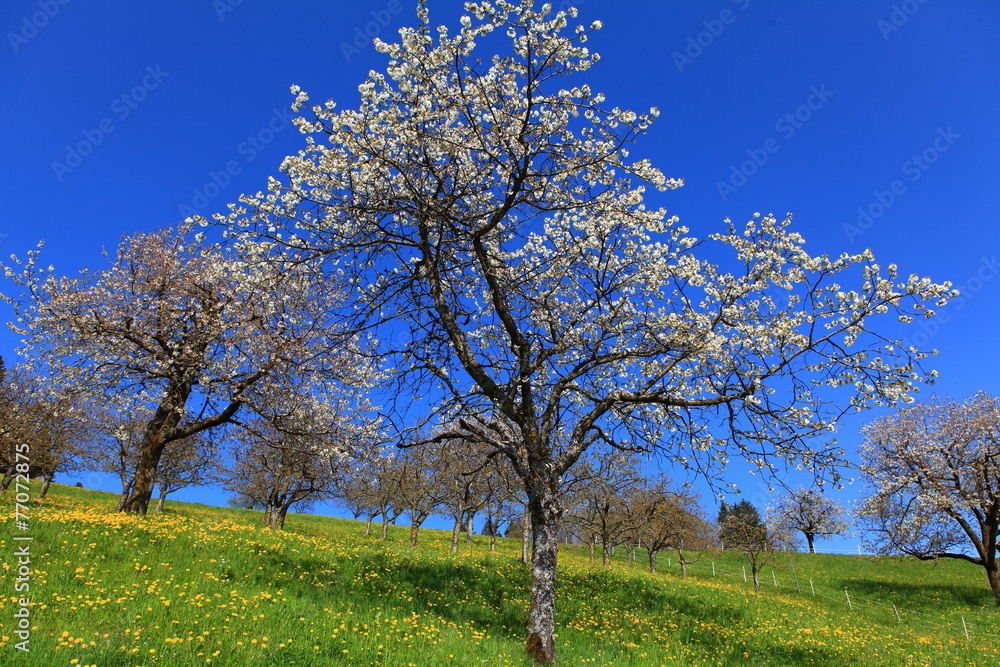 Kirschblüte