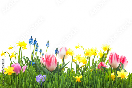 Spring flowers in green grass