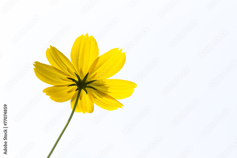 Yellow Cosmos Flower Yellow Cosmos Flower