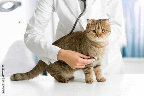 Fototapeta Naklejka Na Ścianę i Meble -  Cat in veterinarian clinic