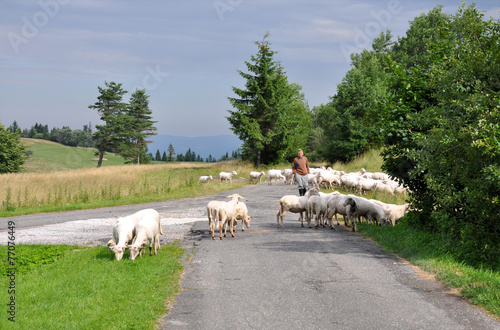 sheep in the country, Slovakia, Europe