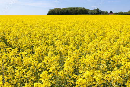 Rapeseed field © Andrew