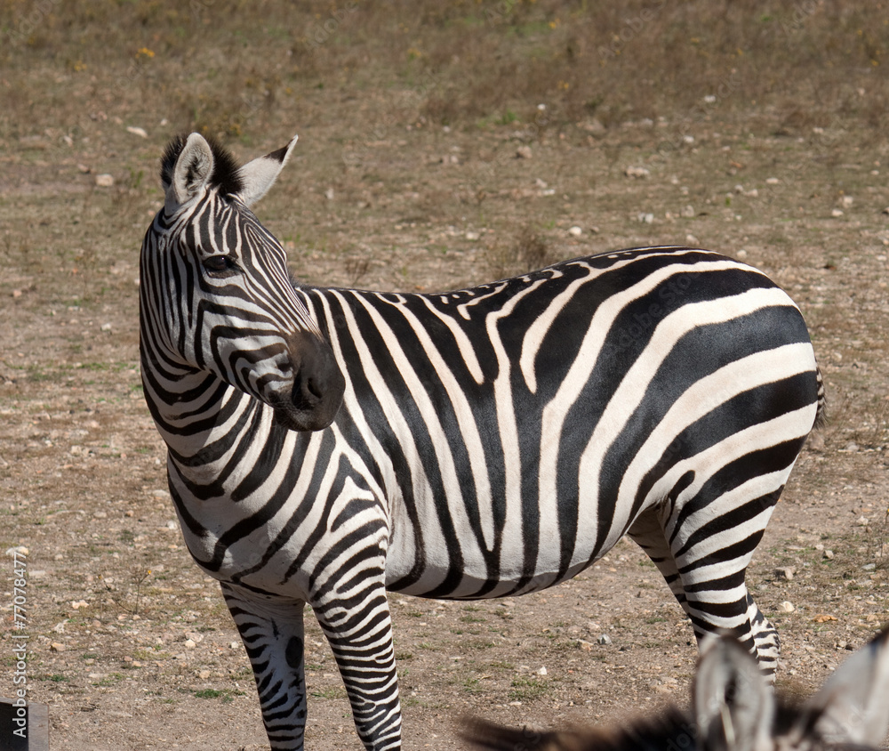 Fototapeta premium Zebra