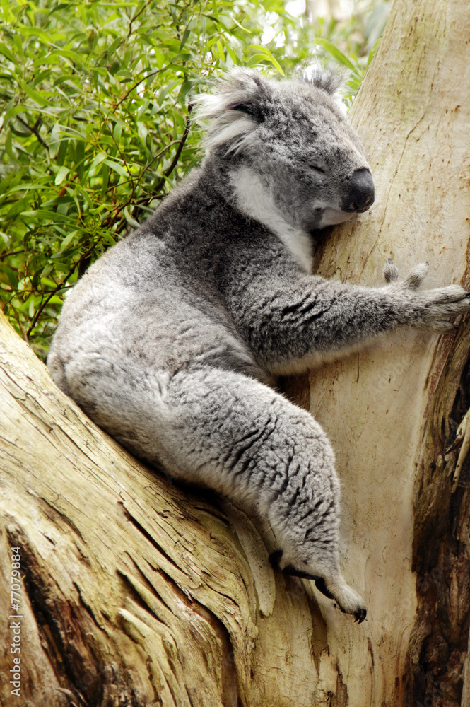 Obraz premium Koalabär