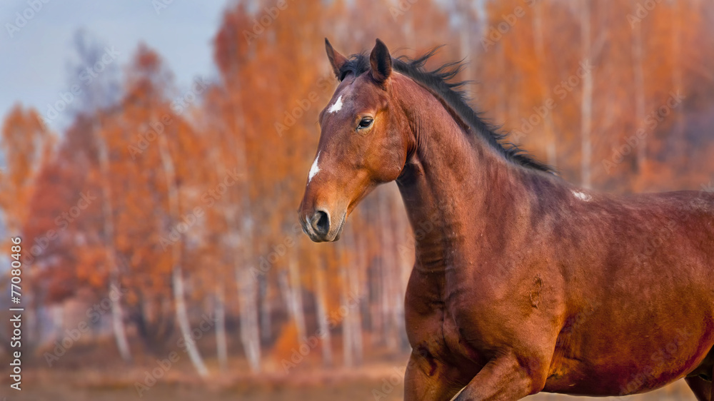 The Karachain horse running on golden forest background The Karachain horse running on golden forest background