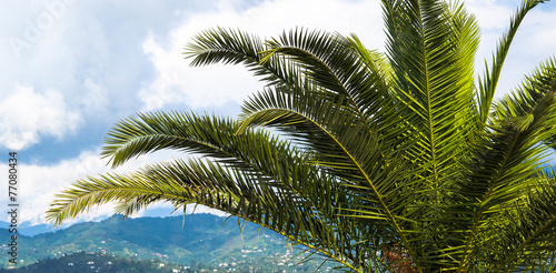 Tropical landscape with palm leaves