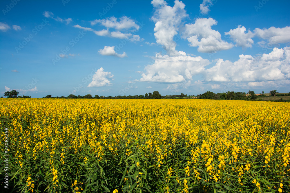The farm of Crotalaria Juncea flower which use for soil improvem The farm of Crotalaria Juncea flower which use for soil improvem