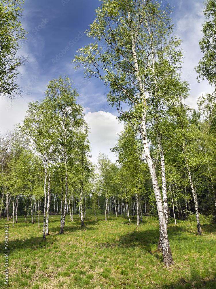 Obraz premium Image of a landscape with birch forest in Bavaria