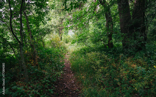 mysterious path in the forest