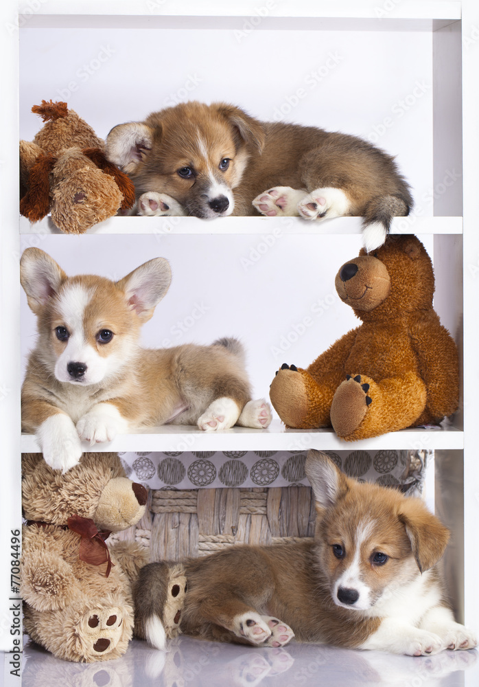 Obraz premium Pembroke Welsh Corgi puppy