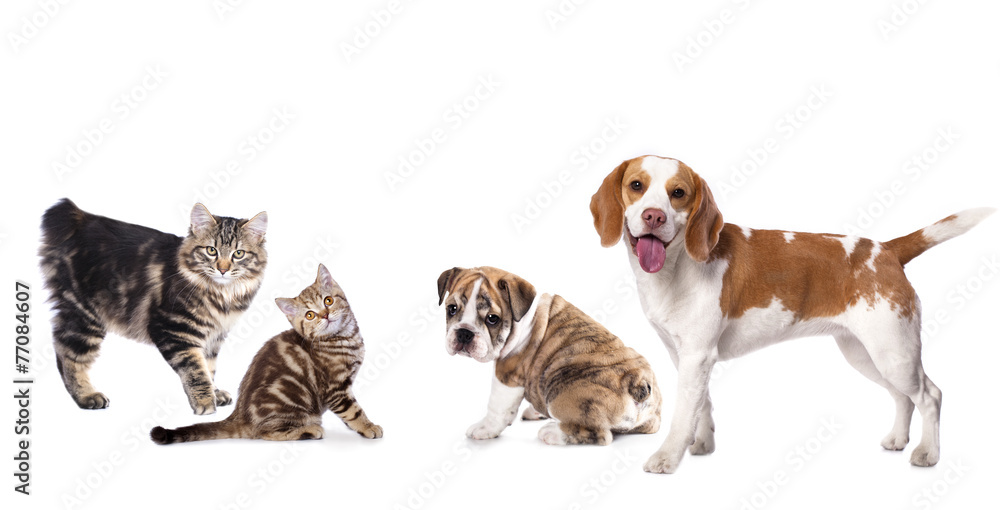 Cat and dog, Kuril Bobtail and beagle