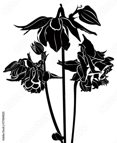 Fototapeta Naklejka Na Ścianę i Meble -  columbine