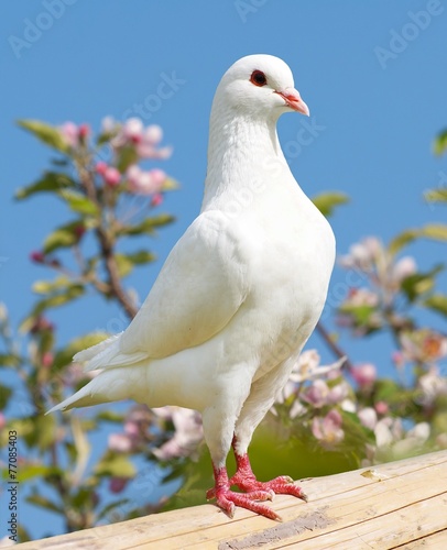 one white pigeon on flowering background