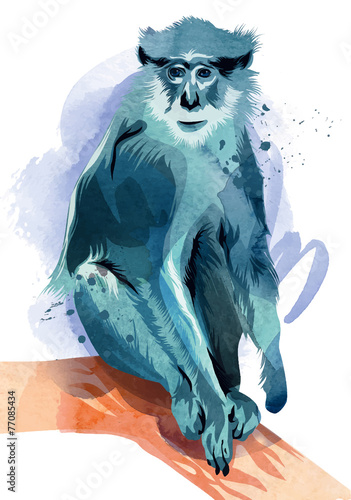 Patas Monkey