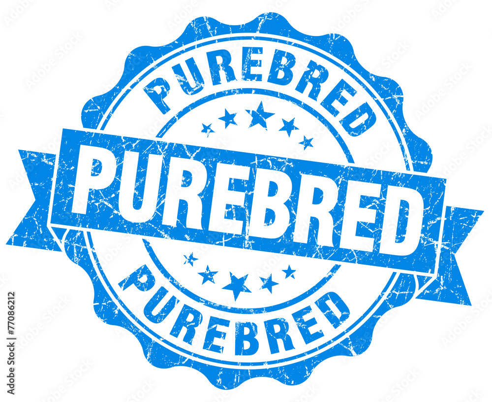 Obraz premium purebred blue grunge seal isolated on white