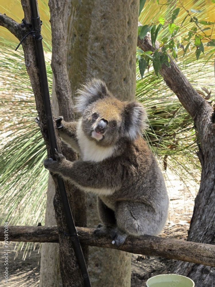 Naklejka premium koala